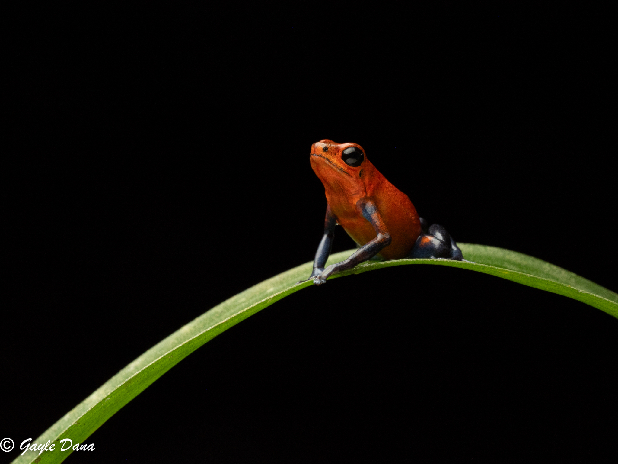 Blue Jeans Poison Dart Frog
